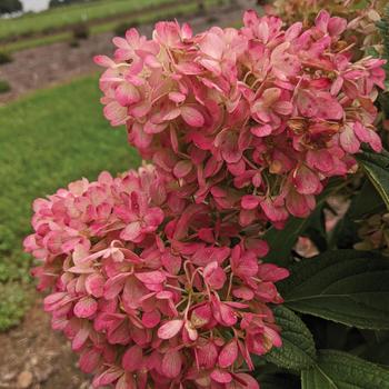 Hydrangea paniculata 'Sweet Starlight™' (228204)