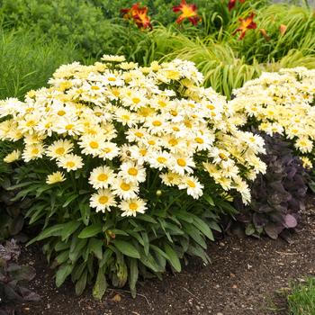 Leucanthemum x superbum Amazing Daisies® 'Banana Cream II' (228559)