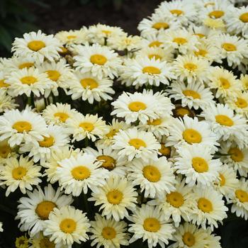 Leucanthemum x superbum Amazing Daisies® 'Banana Cream II' (228560)