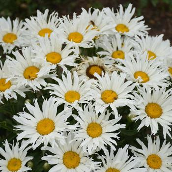 Leucanthemum x superbum Amazing Daisies® 'Spun Silk' (228572)