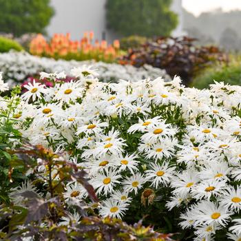 Leucanthemum x superbum Amazing Daisies® 'Spun Silk' (228575)