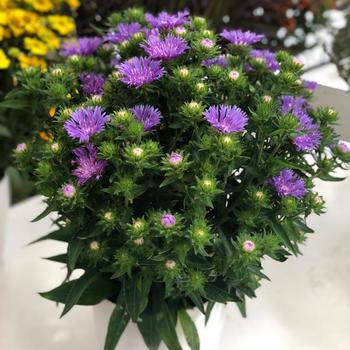 Stokesia laevis 'Mini Mels' (228940)