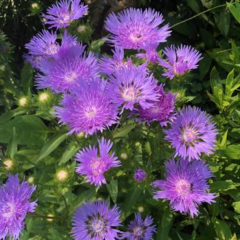 Stokesia laevis 'Mel's Blue' (228942)