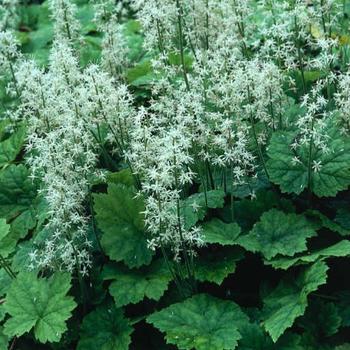 Tiarella cordifolia River™ 'Delaware' (228945)