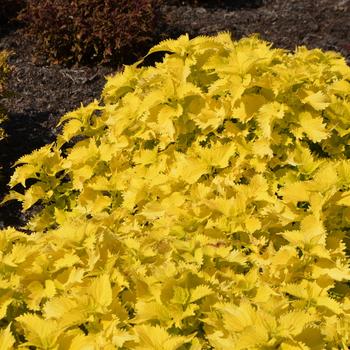 Coleus scutellarioides 'Wasabi' (228953)