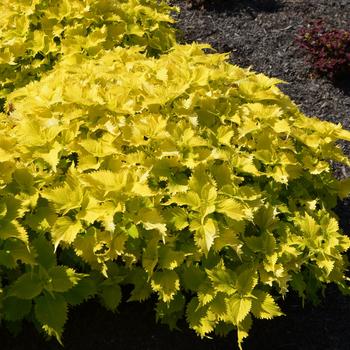 Coleus scutellarioides 'Wasabi' (228954)