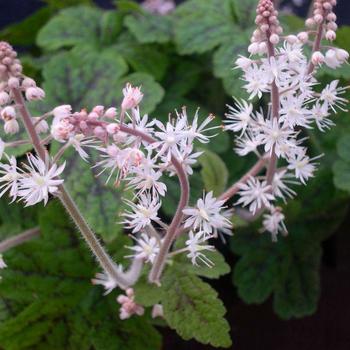 Tiarella cordifolia River™ 'Octoraro' (228956)