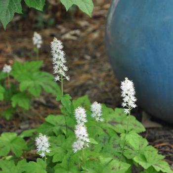 Tiarella cordifolia River™ 'Susquehanna' (228958)