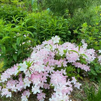 Rhododendron yedoense var. poukhanense Chalet® 'Frost' (228962)