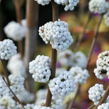 Callicarpa bodinieri Plump & Plentiful™ '' (228973)