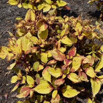 Coleus scutellarioides 'Pineapple Beauty' (229056)