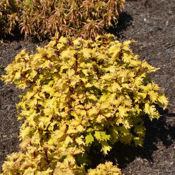 Coleus scutellarioides 'Lemon Sunsation' (229067)