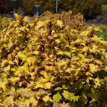 Coleus scutellarioides 'Lemon Sunsation' (229069)