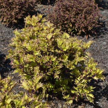 Coleus Under The Sea™ 'Gold Anemone' (229095)