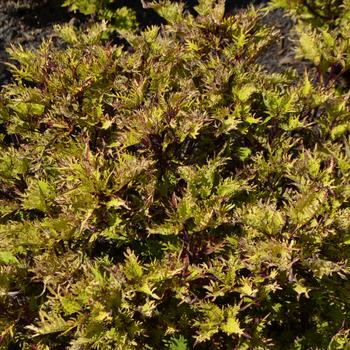 Coleus Under The Sea™ 'Gold Anemone' (229097)