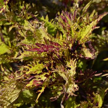 Coleus Under The Sea™ 'Gold Anemone' (229100)