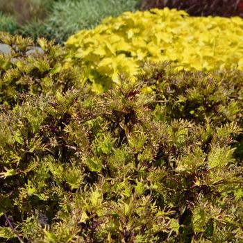 Coleus Under The Sea™ 'Gold Anemone' (229102)