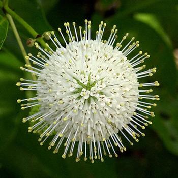 Cephalanthus occidentalis 'Magical® Moonlight' (229106)