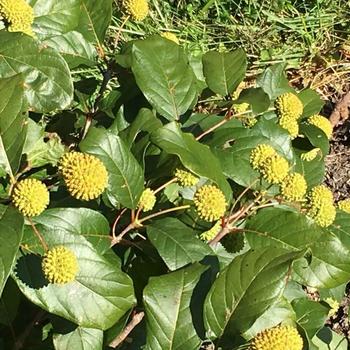 Cephalanthus occidentalis 'Magical® Moonlight' (229107)