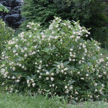 Cephalanthus occidentalis 'Magical® Moonlight' (229111)