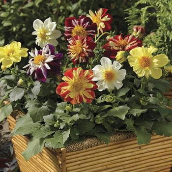 Dahlia 'Harlequin Mix' (229189)