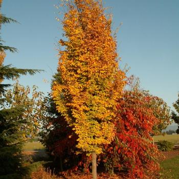 Parrotia persica 'Golden BellTower™' (229571)