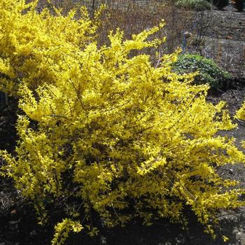 Forsythia x intermedia 'Magical® Gold' (229741)