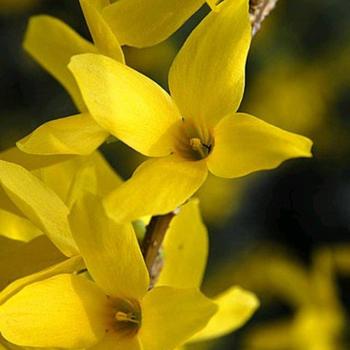 Forsythia x intermedia 'Magical® Gold' (229742)