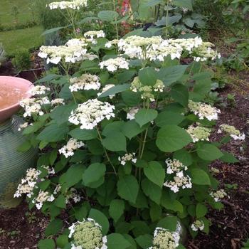 Hydrangea arborescens 'Haas Halo' (229744)