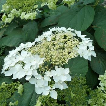 Hydrangea arborescens 'Haas Halo' (229745)