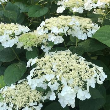 Hydrangea arborescens 'Haas Halo' (229747)