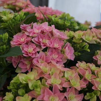 Hydrangea macrophylla Double Dutch™ 'Alkmaar' (229749)