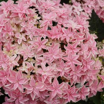 Hydrangea macrophylla Double Dutch™ 'Edam' (229750)