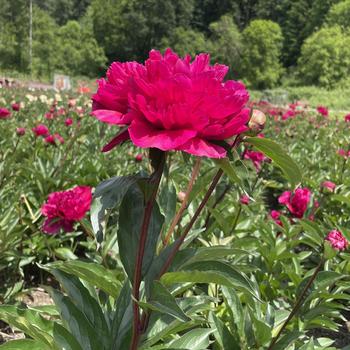 Paeonia lactiflora 'Big Ben' (229895)