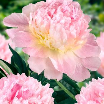 Paeonia 'Raspberry Sundae' (229963)