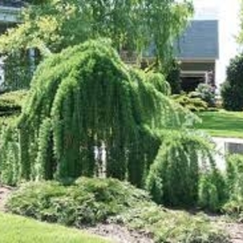 Larix decidua 'Varied Directions' 