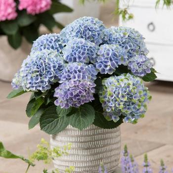 Hydrangea macrophylla Magical® 'Elizabeth Ashley™' (230103)