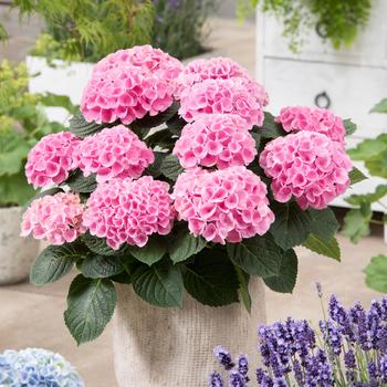 Hydrangea macrophylla Magical® 'Elizabeth Ashley™' (230109)