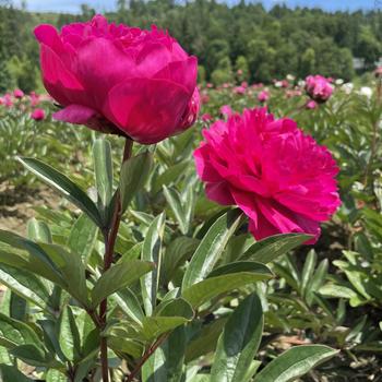 Paeonia lactiflora 'Kansas' (230253)