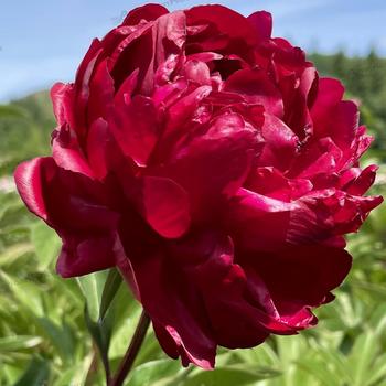 Paeonia lactiflora 'Red Magic' (230256)