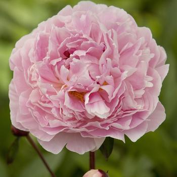 Paeonia lactiflora 'Sarah Bernhardt' (230259)