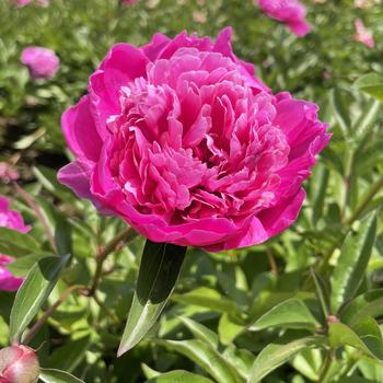 Paeonia lactiflora 'Pink Pompadour' (230272)