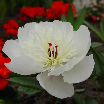 Paeonia lactiflora 'Immaculee' (230279)