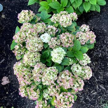 Hydrangea macrophylla 'Grin and Tonic™' (230372)