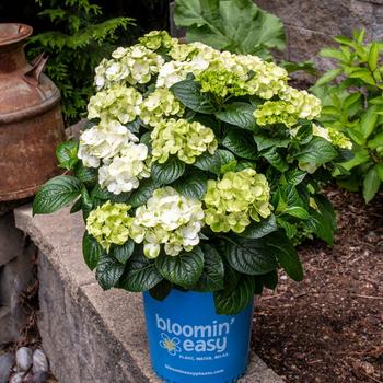 Hydrangea macrophylla 'Grin and Tonic™' (230374)