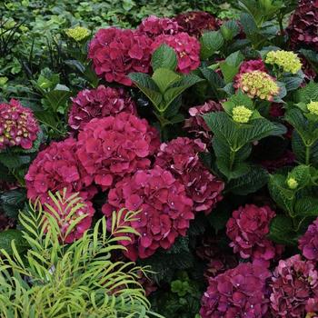 Hydrangea macrophylla Magical® 'Ruby Red' (230379)