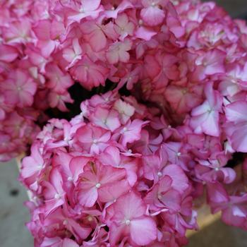 Hydrangea macrophylla Magical® 'Allure™' (230382)