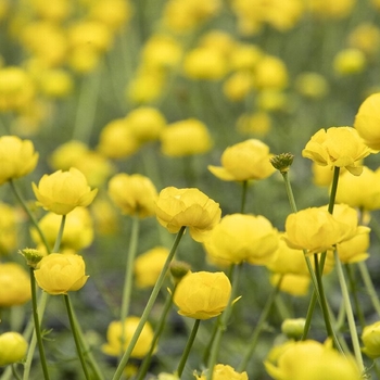 Trollius x cultorum 'Lemon Queen' 