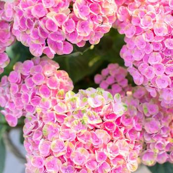 Hydrangea macrophylla Magical® 'Amazone™' (230385)