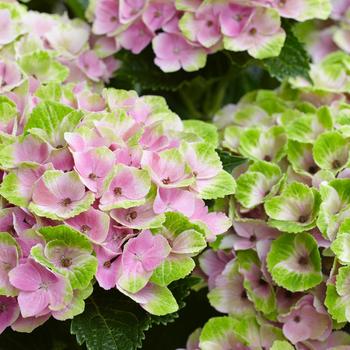 Hydrangea macrophylla Magical® 'Amethyst' (230391)